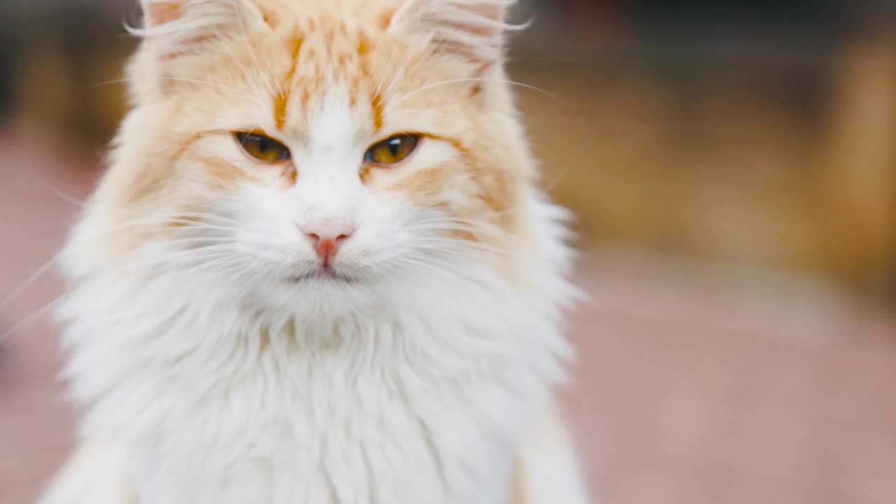 Portrait Of A White Cat