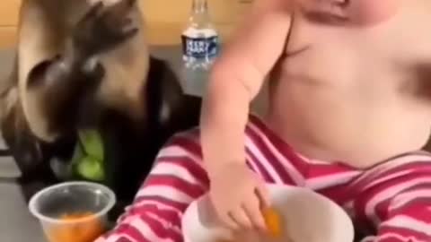 Cute baby videos