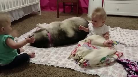 Husky adorably plays with twins