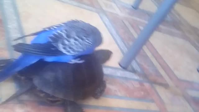 Parrot enjoys piggyback ride on turtle's shell