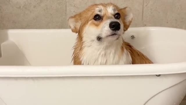 Corgis are dramatic af