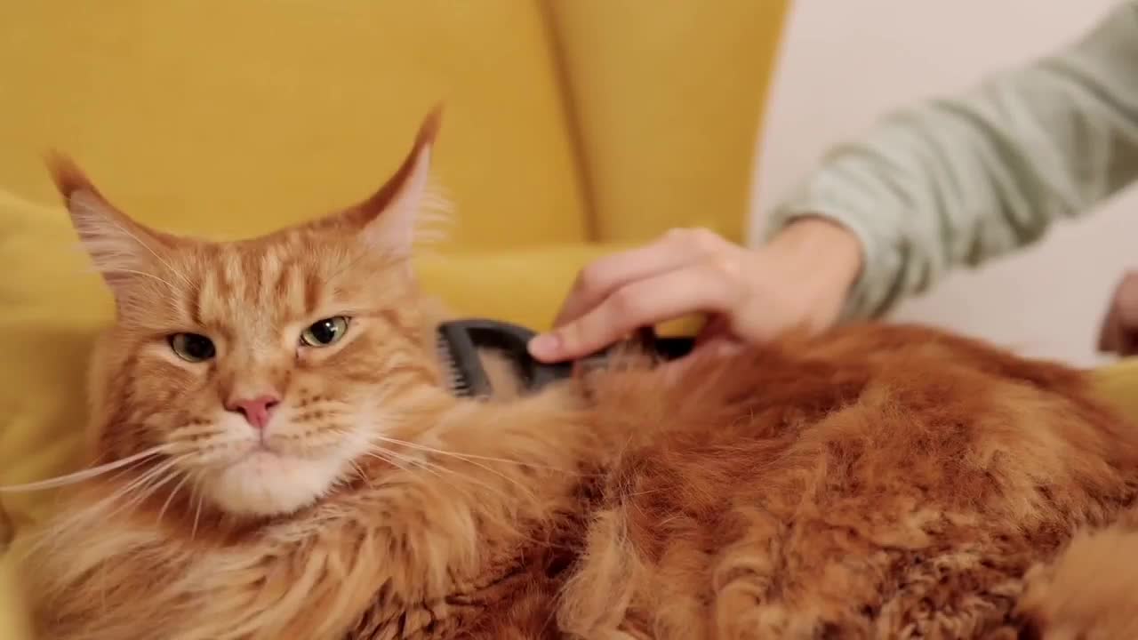 Cat Reaction to toy, Cat absolutely loves her toy.