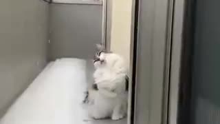 Cat and snowball