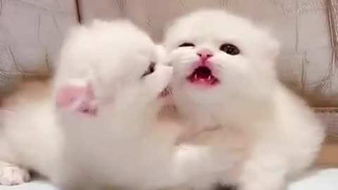 Cute cats