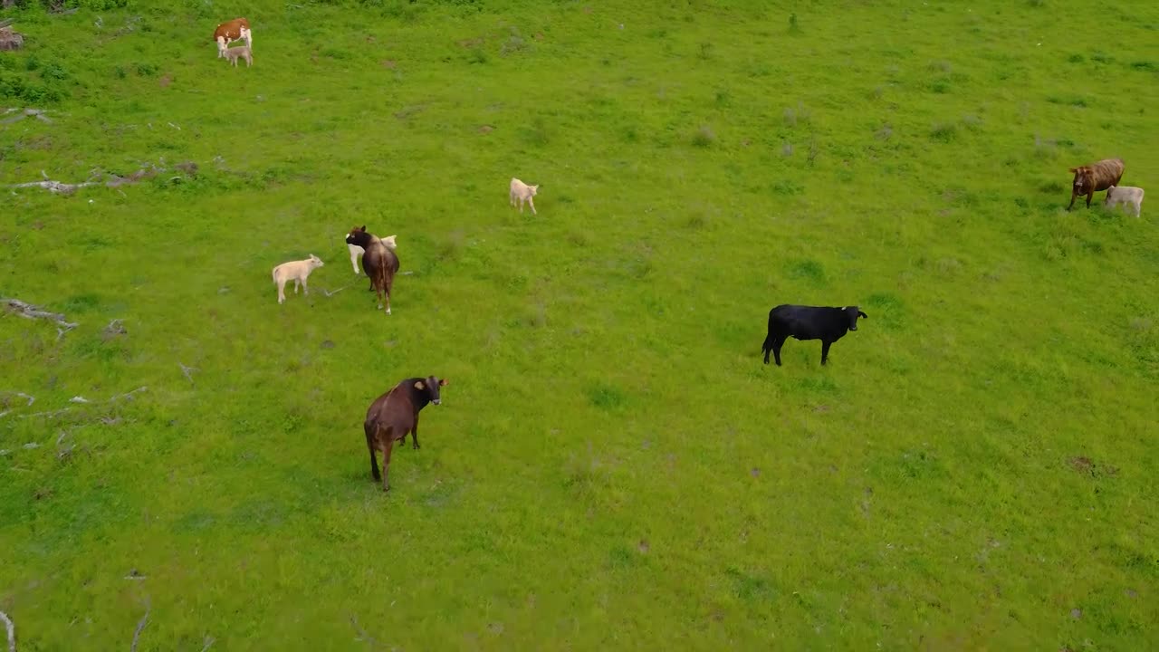 Calves feeding in a meadow with grass