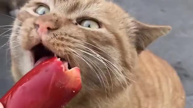 Cute kittens Baby Cats Cute and Funny Cat Videos Compilation #shorts #animals