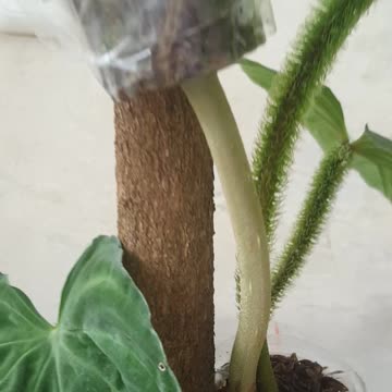 I have this flowes today