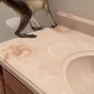 funny|prank|jokes|funny jokes|dad jokes|funny memes|funny video|fun|laughing|funny animal|knock