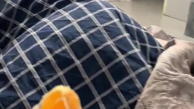 The cat doesn't like oranges