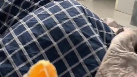 The cat doesn't like oranges