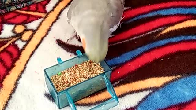 cockatiel eating seeds ( super crunchy, eating sounds)