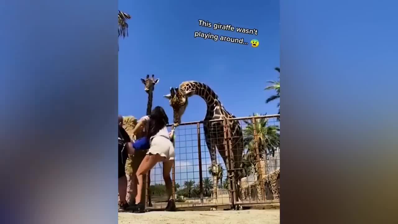 funny pets/funny dogs compilation