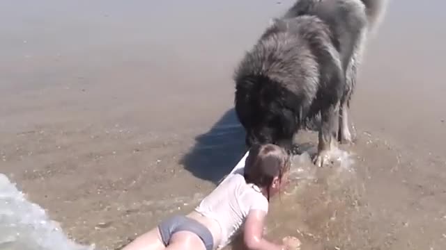 Woofer Watches Over Little Girl On The Beach