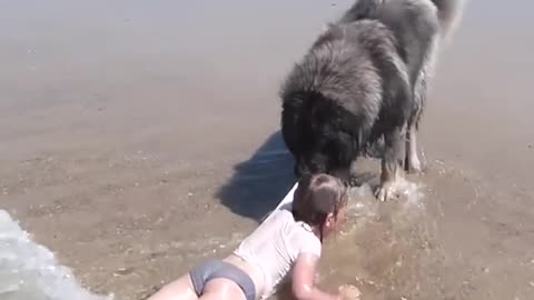 Woofer Watches Over Little Girl On The Beach