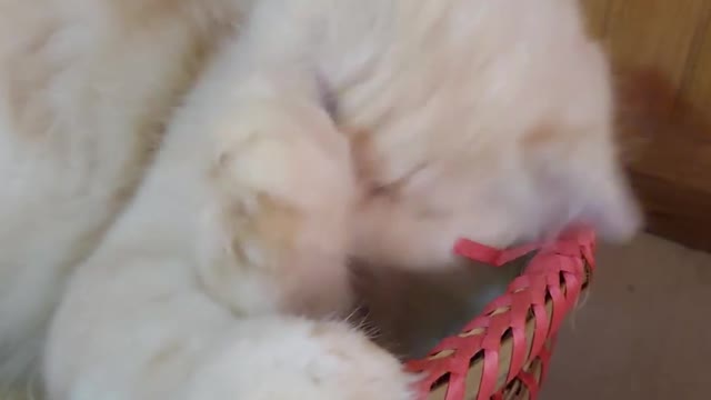 Funny and Cute Cat's Life 👯😺 Cats. They are Happy...