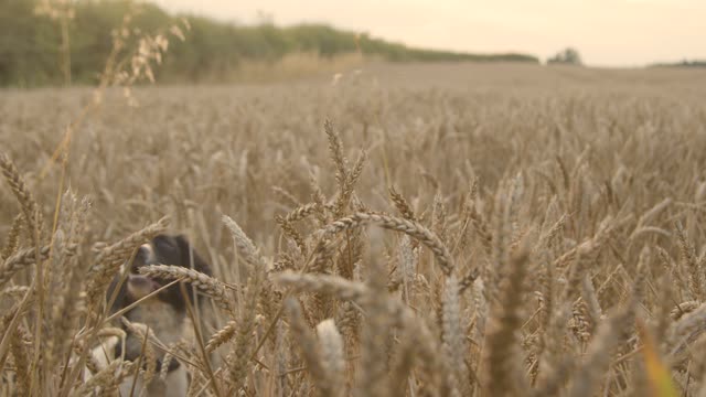 Medium Shot of Dog Playing In a Wheat Field