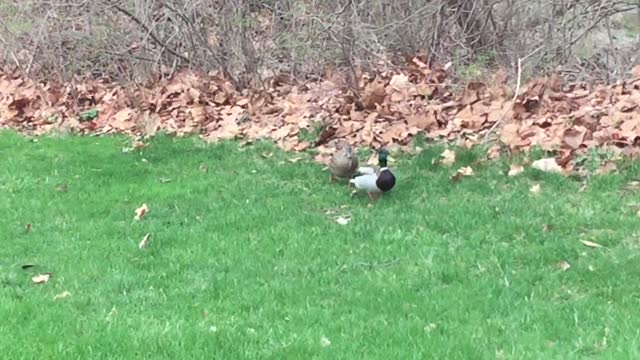 Speed walking ducks