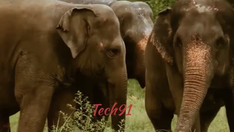 Elephant funny videos