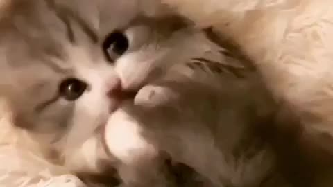 Funny cat