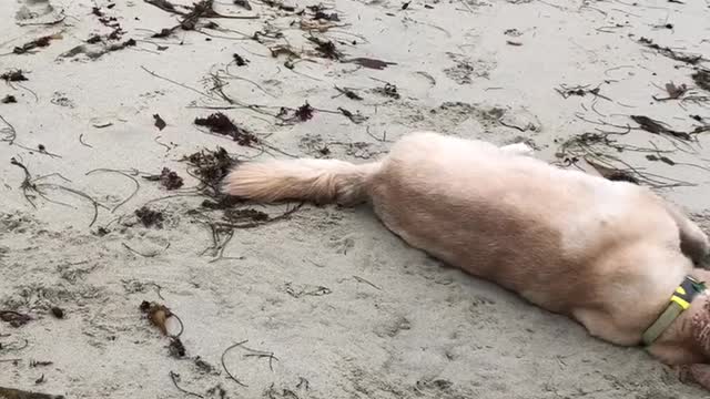 dogs' joy when they see themselves on the beach