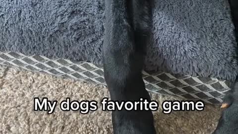 This is my dog's favorite game