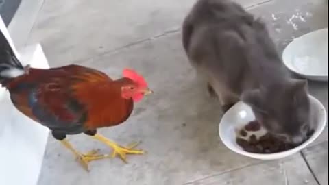 Amazing Funny Video of Hen And Cat funny Movemt