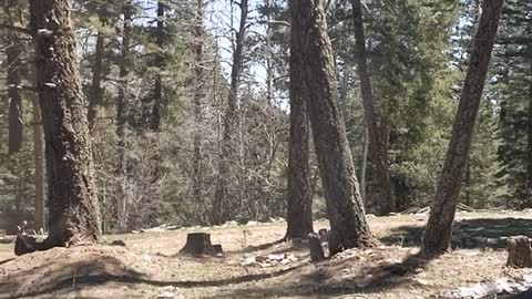 Finding the perfect camp spot in Alamo peak, Lincoln national Forest Sacramento district