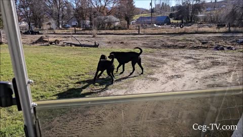 Graham Family Farm: Piglet Returned to Mother