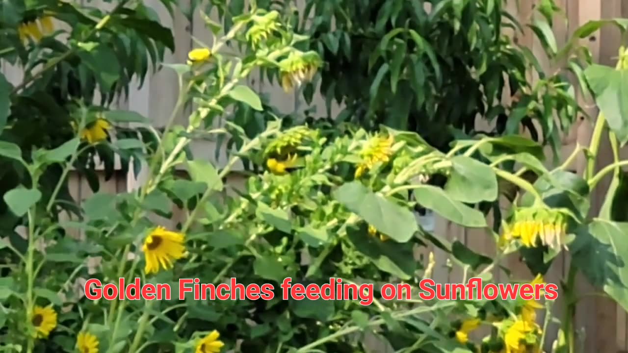 Golden Finches