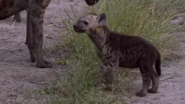 Spot hyenas