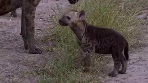 Spot hyenas