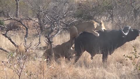 3 Lions bring down buffalo in epic battle not for sensitive viewers