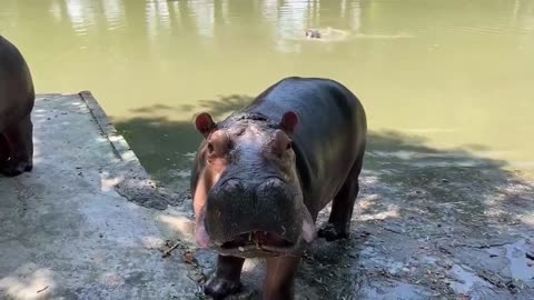 A hippo with an opening mouth