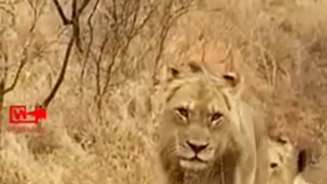 Beutiful Lion Hunt