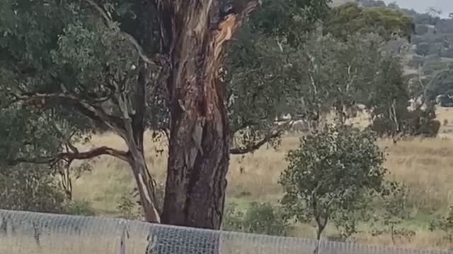 Burning Tree Due to Lightning