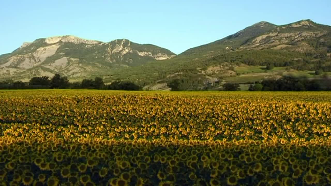 Life is Colourful | BBC Earth