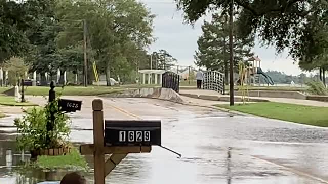 Alligator Captured and Released After Storm