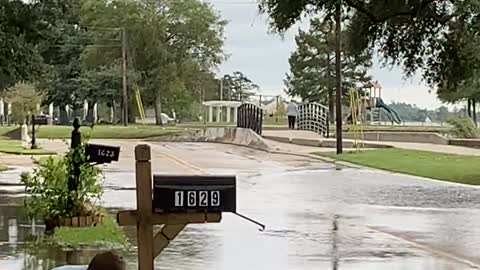 Alligator Captured and Released After Storm