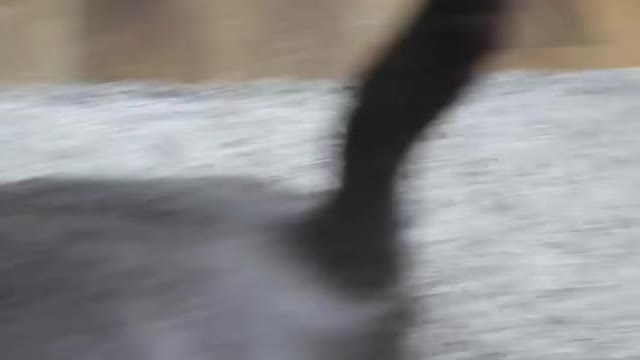 I'm glad that the cat suddenly runs away