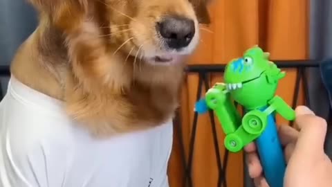 Funny Dog Reaction 😂