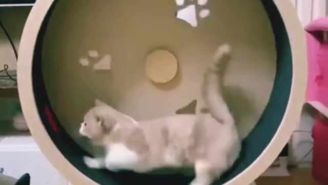 cute kitten running funny cat videos