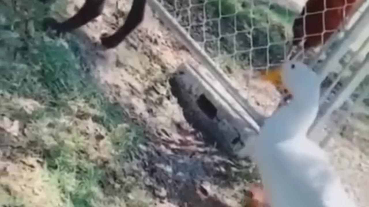 Funny pets cats and πΆπ πππ