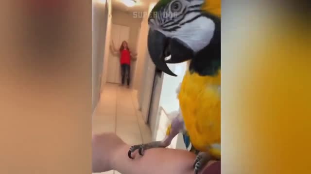 Smart parrot talk.