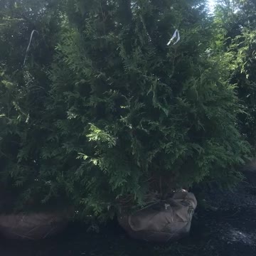 Large green giants and nigra arborvitae available at Highland Hill Farm