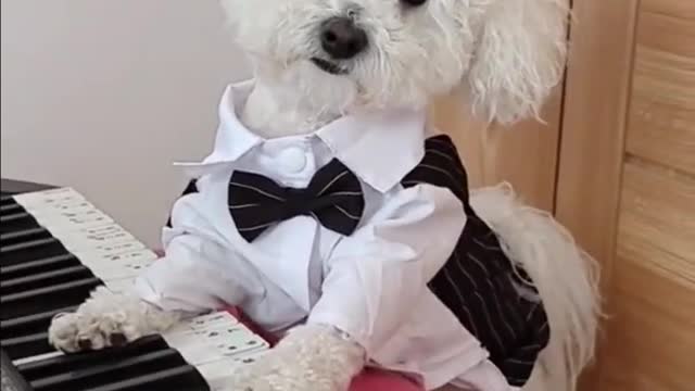 Funny Piano Playing Cute Puppy