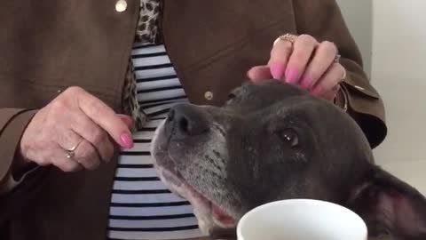 Some granny and pitbull loving