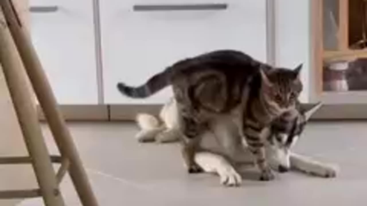 cat funny videos | for fun | you must watch | videos for laugh | jokes of the wild