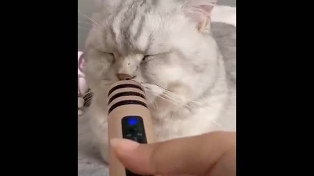 Singing cat laughing funny moments