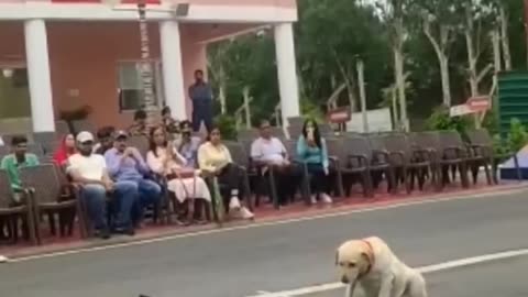 Dog parade at jammu kashmir