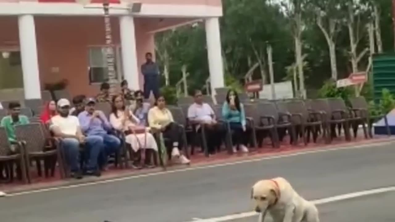 Dog parade at jammu kashmir